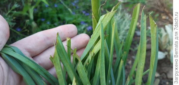 Листья у него подрезаны...