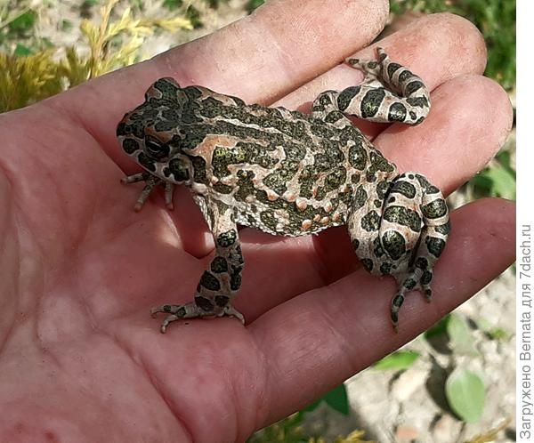 Среди цветов их тоже много. Этот &quot;товарищ&quot; прыгнул мне прямо  в руки, когда прорывала  траву среди живучки