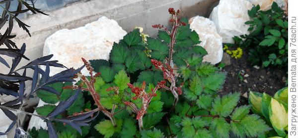 Колор Флеш в бутонах сейчас