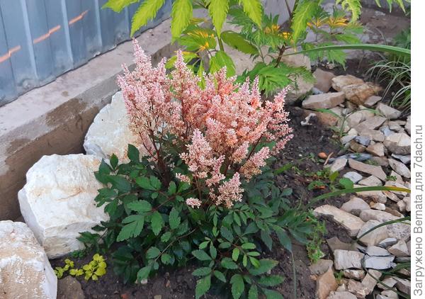 Почти отцвела и стала, действительно,  почти персиковой