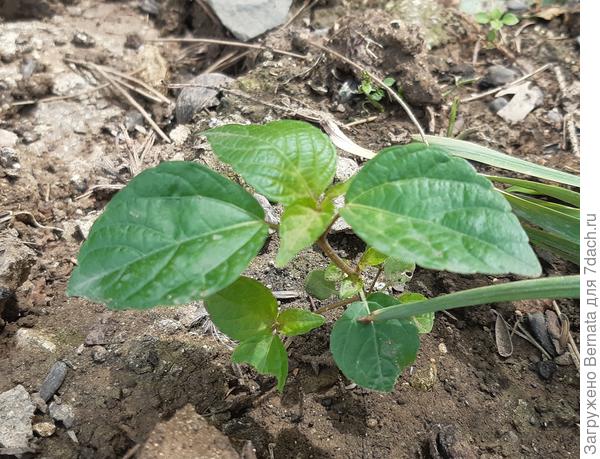 Было подозрение, что это самосев лантаны