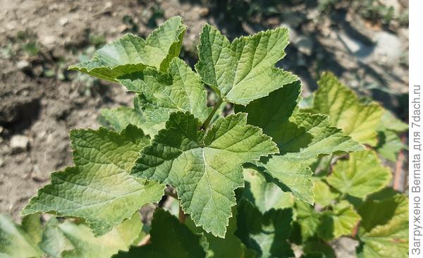 Красная смородина