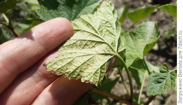 Не вижу ничего ...