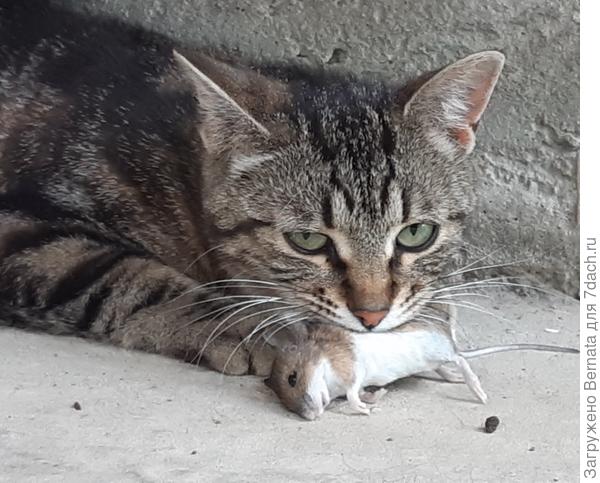 Это же полёвка? Я в них не разбираюсь....