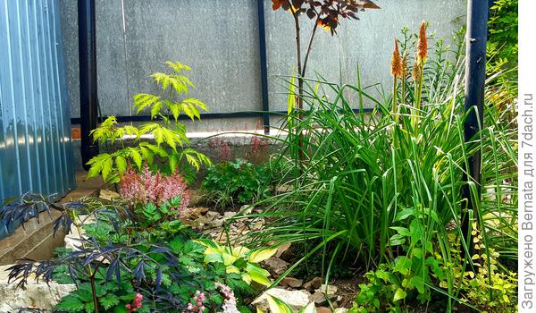 Вокруг тене-и влаголюбивые растения
