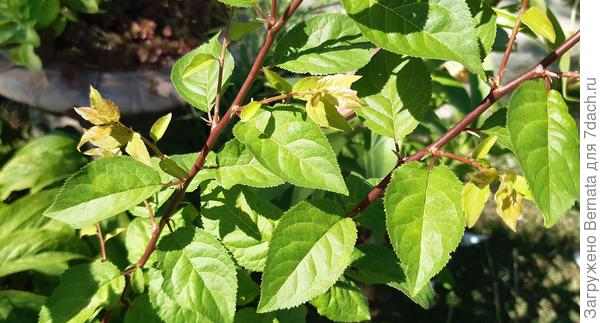 Похожи на сливу....?