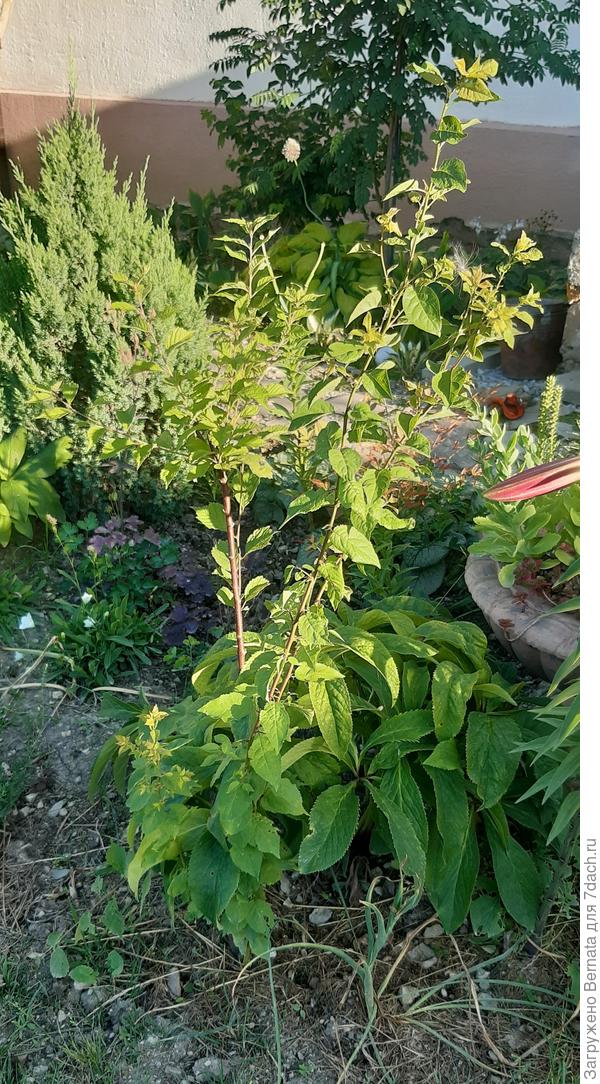 Два отростка, торчащие вправо - подвой, основной ствол (слева) - миндаль