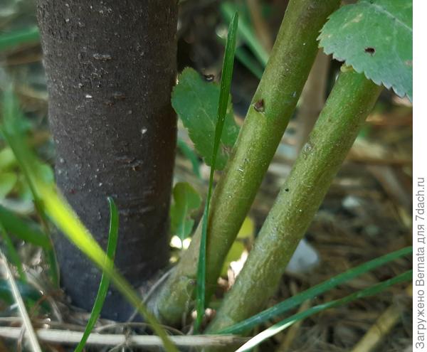 Справа два побега неведомого растения