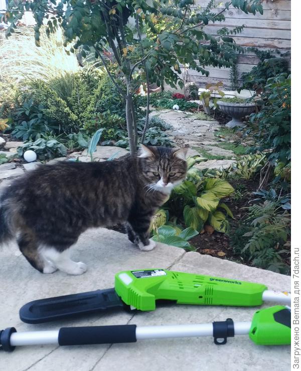 Куда без котов? :))