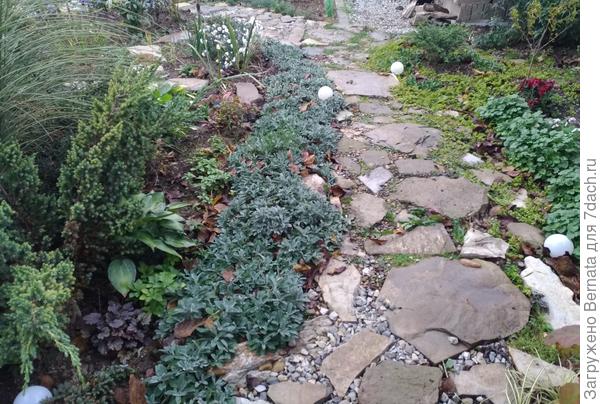 Сейчас я ее уже рассадила, выровняв "ручеёк", заодно и дорожку тут переделала, приподняв уровень