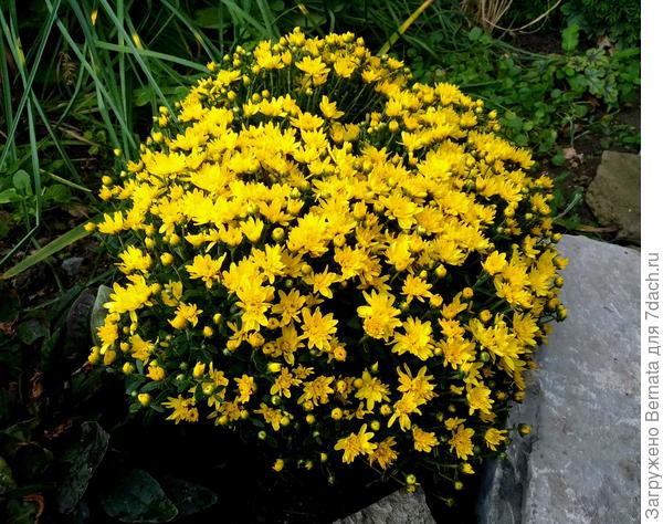 Хризантема