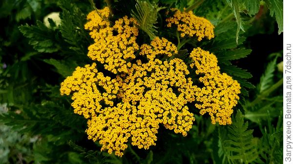 Тысячелистник