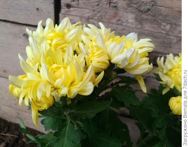 Хризантема