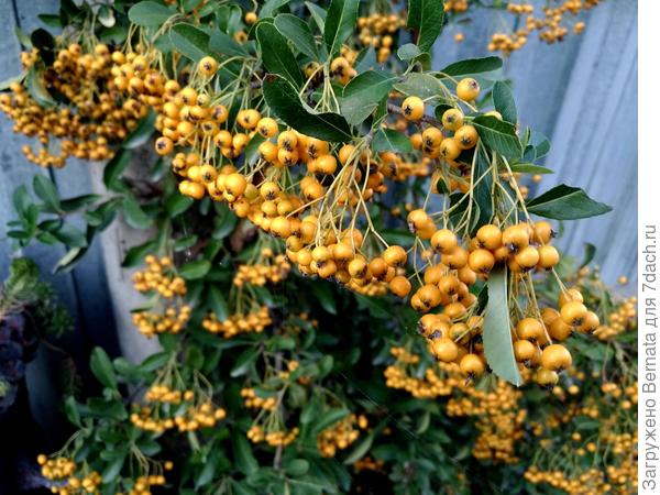 Пираканта... Ягодки:)