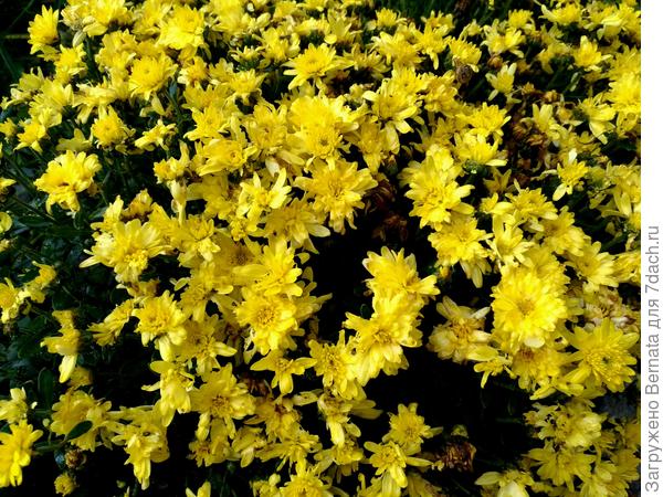 Хризантема