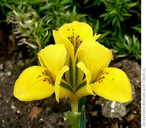 Иридодиктиум-ирис сетчатый