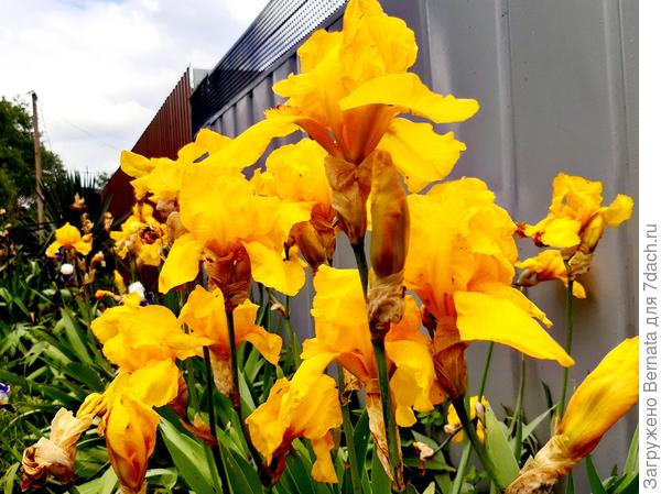 Ирис бородатый