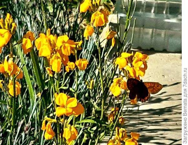 Опять лакфиоль...