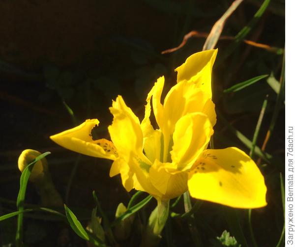 Сетчатый ирис- Иридодиктиум