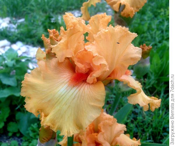 Бородатый ирис