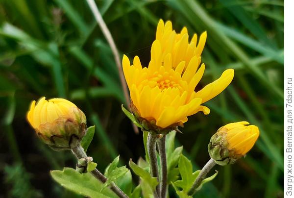 Хризантема