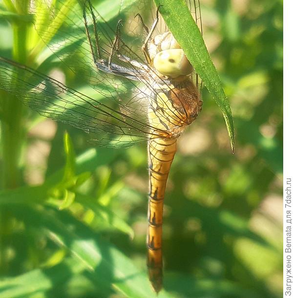 И даже жёлтая стрекоза:))