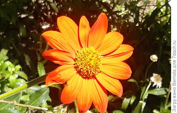 Декоративный подсолнух... Кажется, но не уверена...