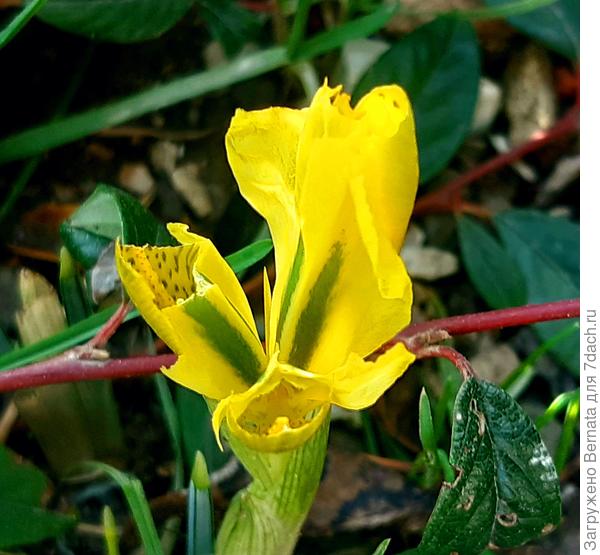 Сетчатый ирис-иридодиктиум