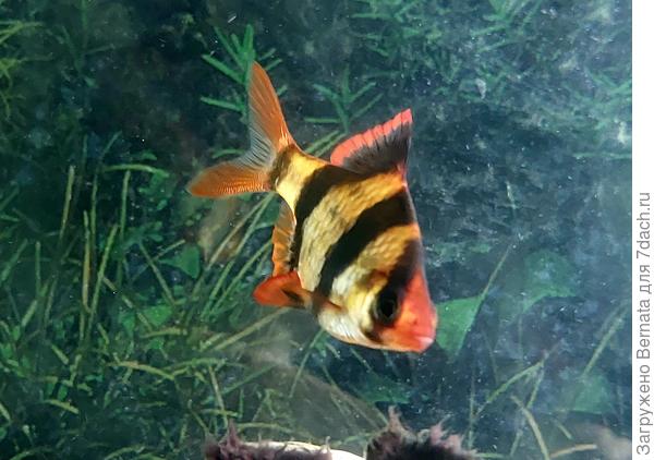 А можно и рыбку до кучи?:)))