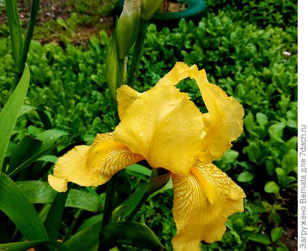 Бородатый ирис