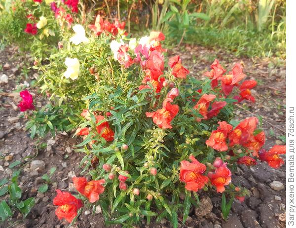 Львиный зев