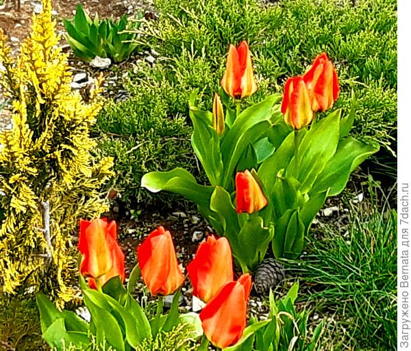 Микс с тюльпанов и кипарисовиком