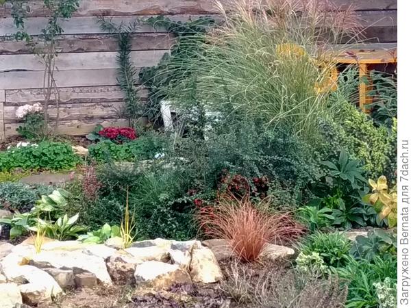 Яркая осока