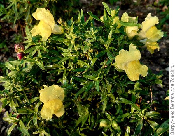 Львиный зев