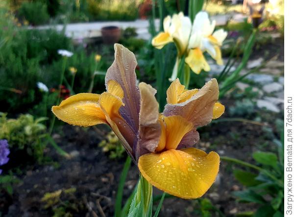 Ксифиум -луковичный ирис