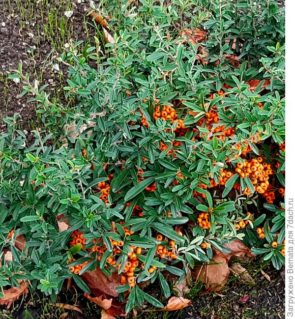 Оранжевая пираканта