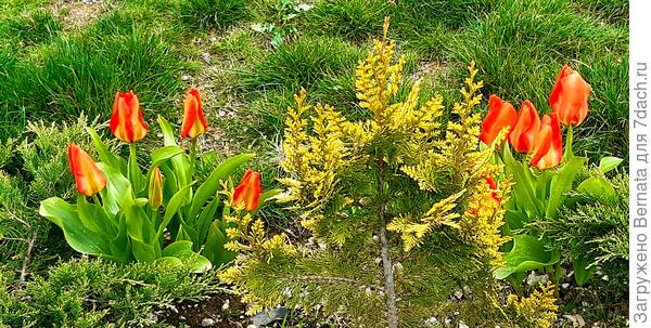 Тюльпаны и кипарисовик Ивонна Голд