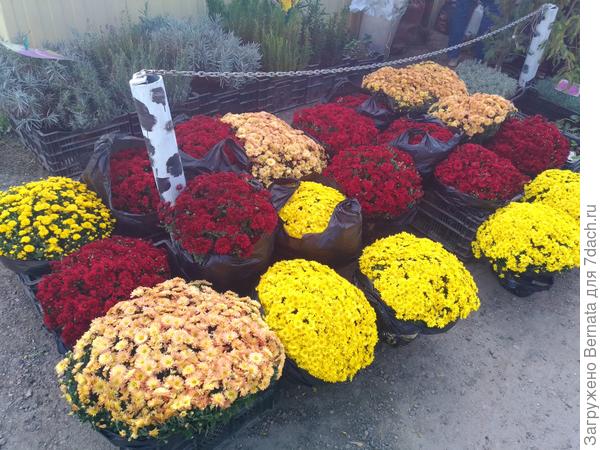 Много хризантем:))