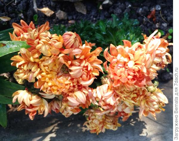 Хризантемы