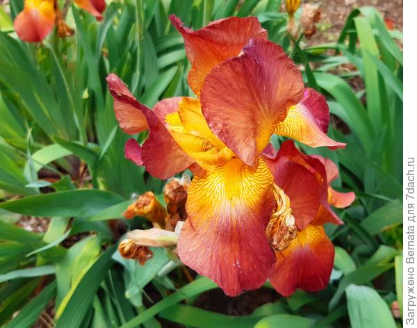 Бородатый ирис