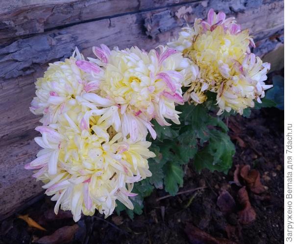 Хризантемы