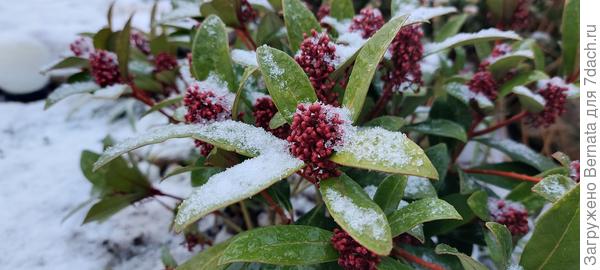 Скиммия с осени в бутонах, расцветает только к апрелю, украшая всю зиму участок