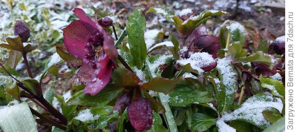 Еще один. Большинство морозников цветет с осени