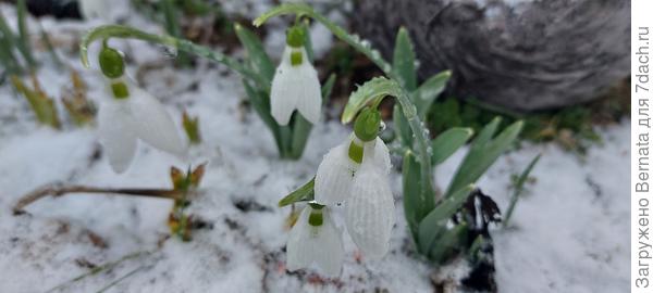 Подснежники- на то и подснежники...
