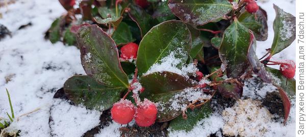 Гаультерия.  Тоже красавица