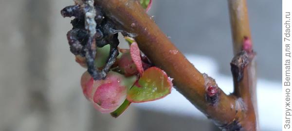 Хеномелес в одном состоянии уже более двух недель