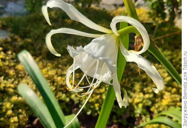 Только я не знала, что исмена и гименокаллис это одно и то же, оказывается...