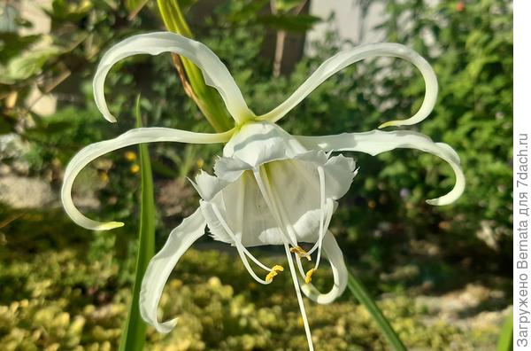 Моя исмена...