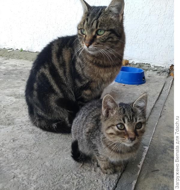 А ведь Ягуарка ему сестра..., мамка-то одна!