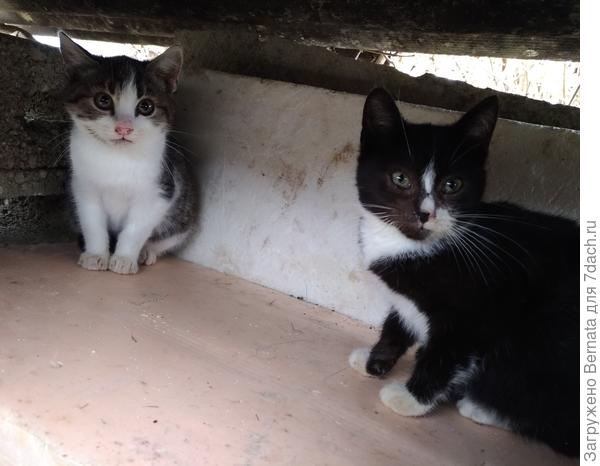 Пришлось им строить дом в конце участка